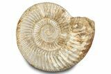 Polished Jurassic Ammonite (Kranosphinctes) - Madagascar #283218-1